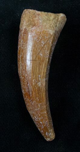 Spinosaurus Premax Tooth #13220